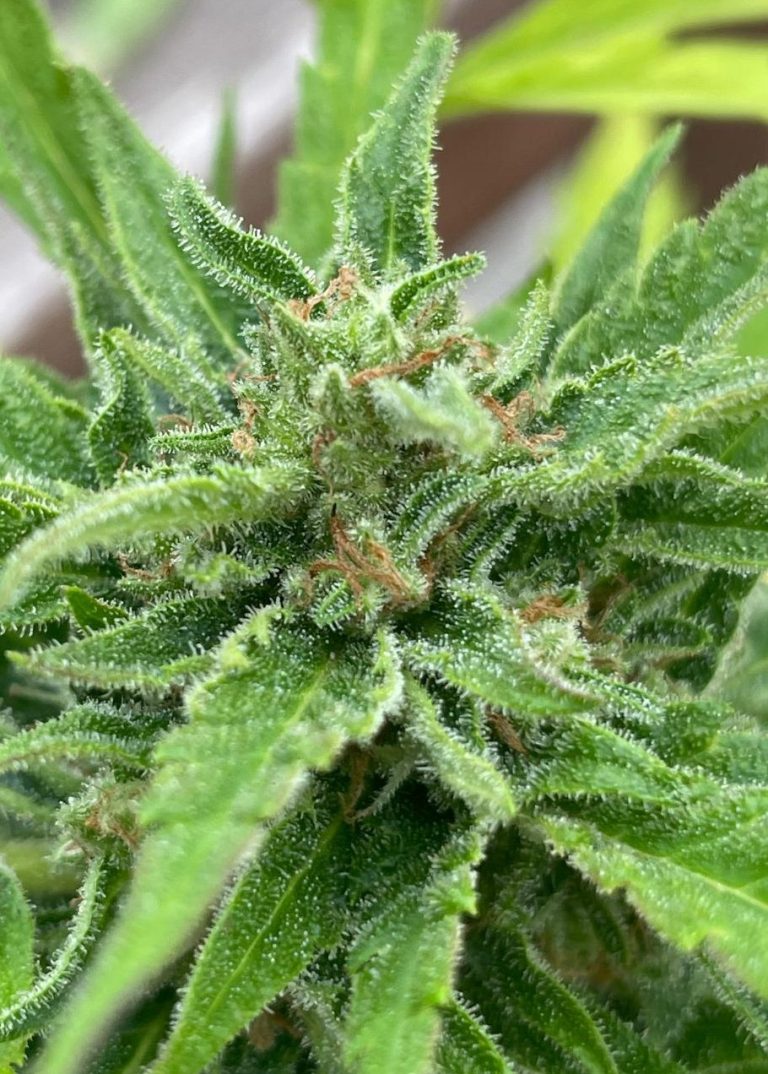 Große Cannabisblüte